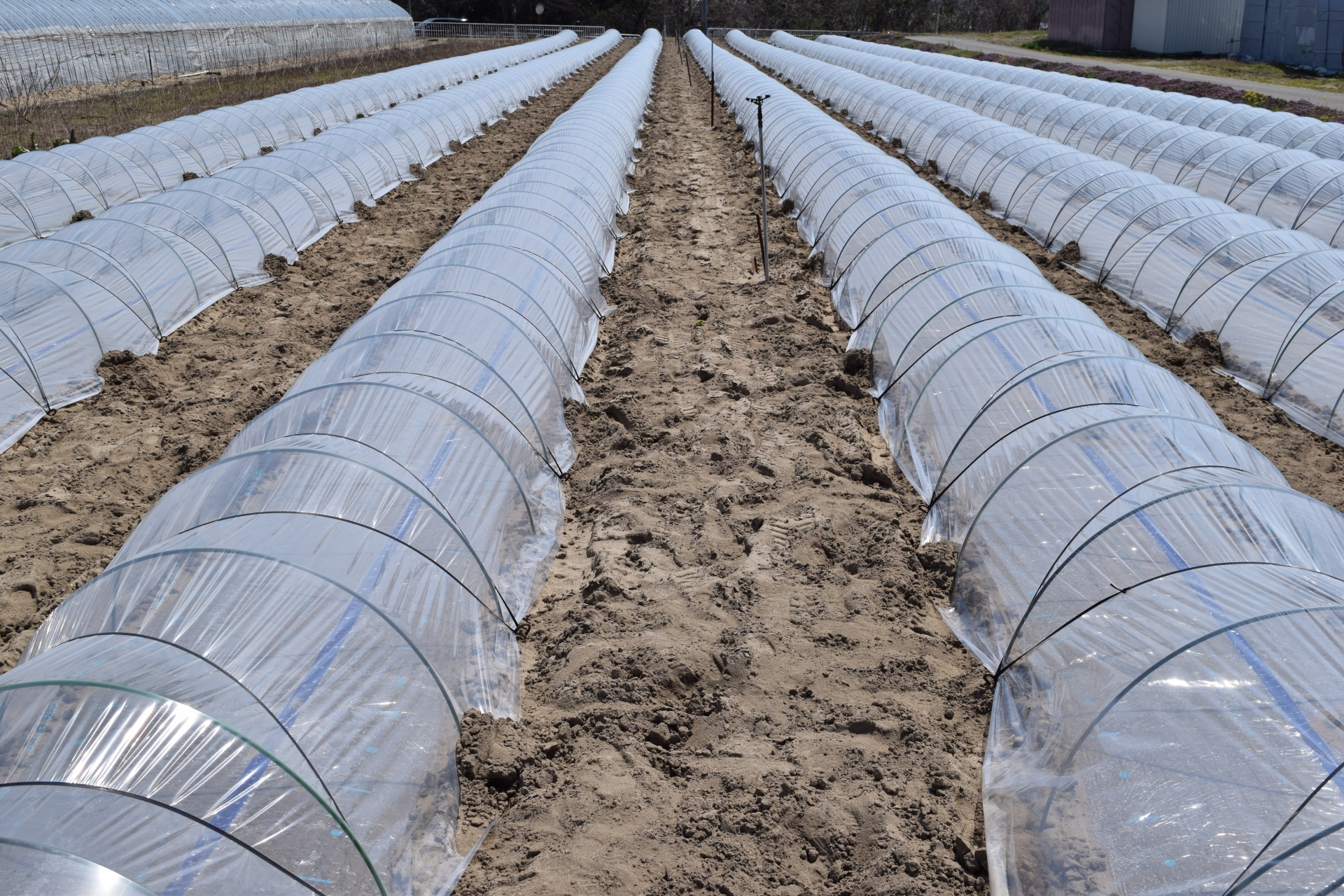 ハウス修繕・張替え