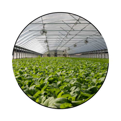 ハウス内の湿度